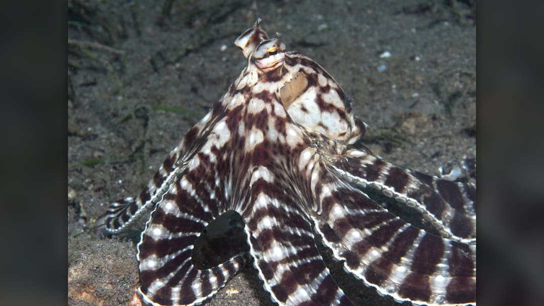 4. Mimic Octopus