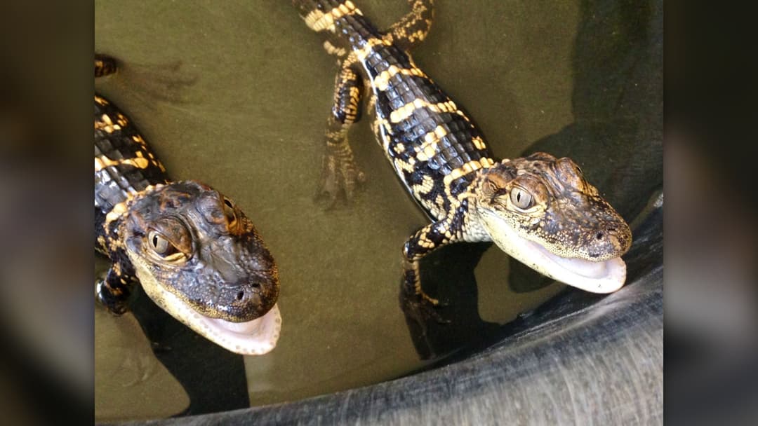 8. Alligator Hatchlings Call Mother From Underground