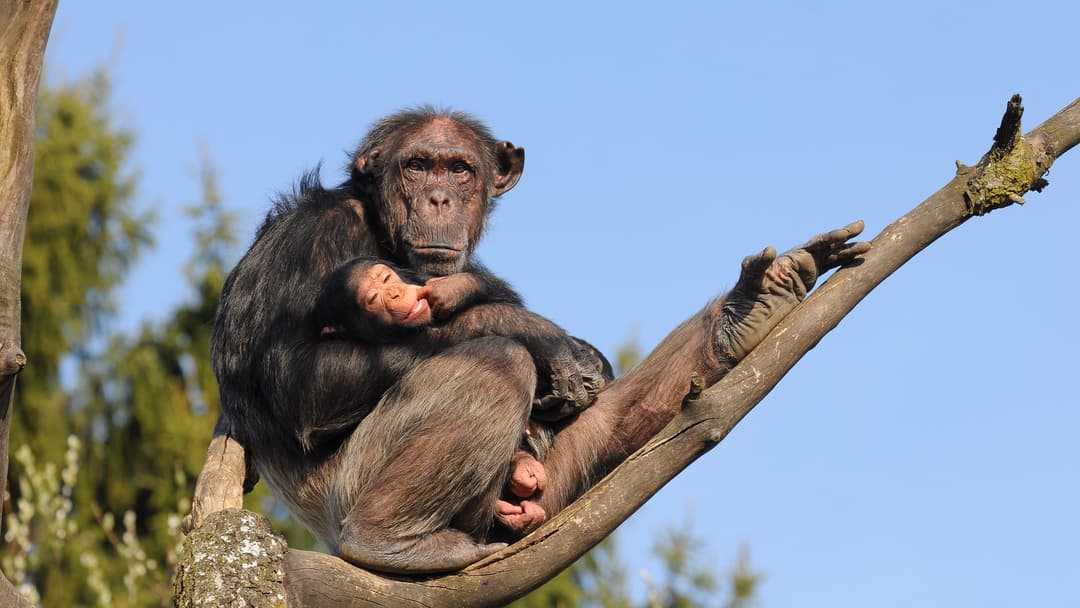 10. Chimpanzee (17 Percent Confidence)