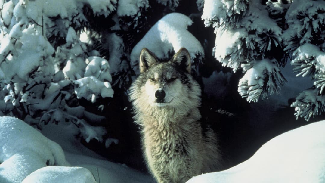 7. Gray Wolf (12 Percent Confidence)
