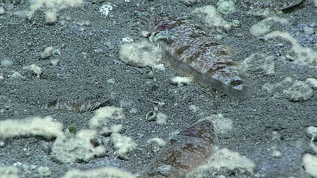 Dense school of Symphurus thermophilus flatfish coating sulfur-rich hydrothermal mats.