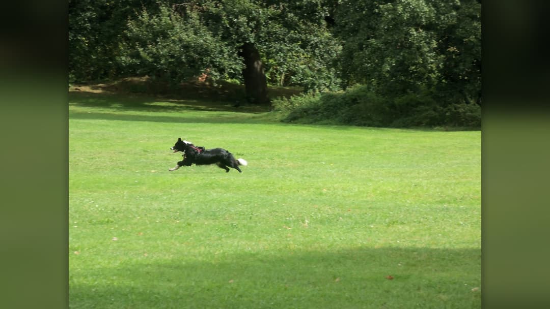 15. Medium-Sized Dog (60 Percent Confidence)