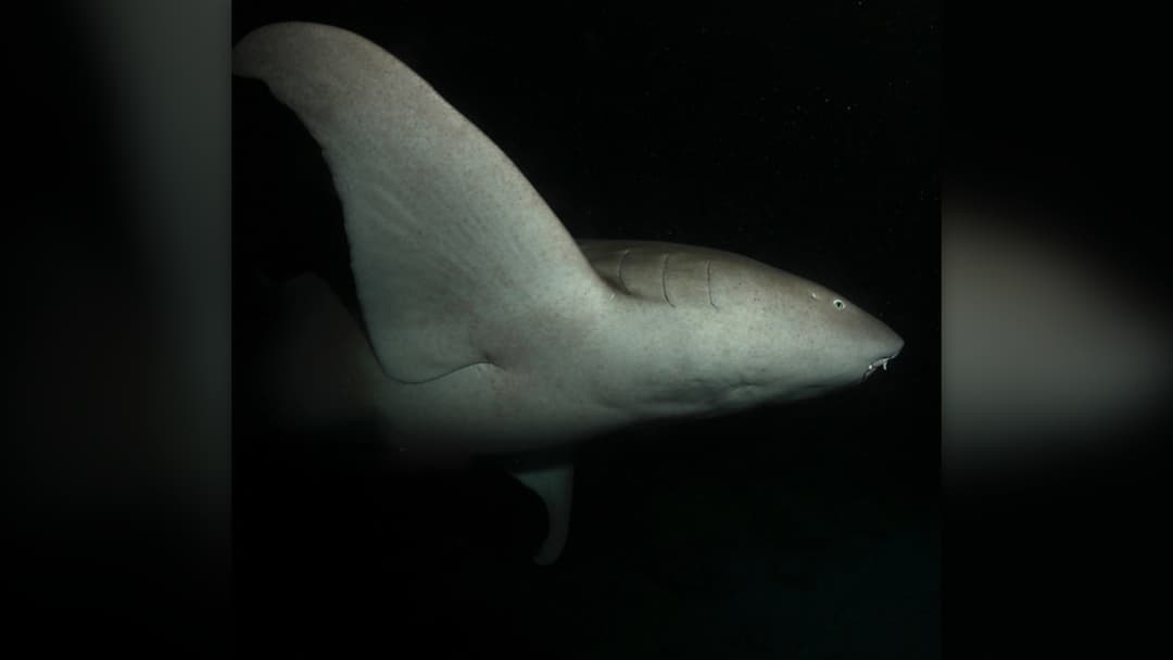 9. Nurse Sharks Resting On Sand