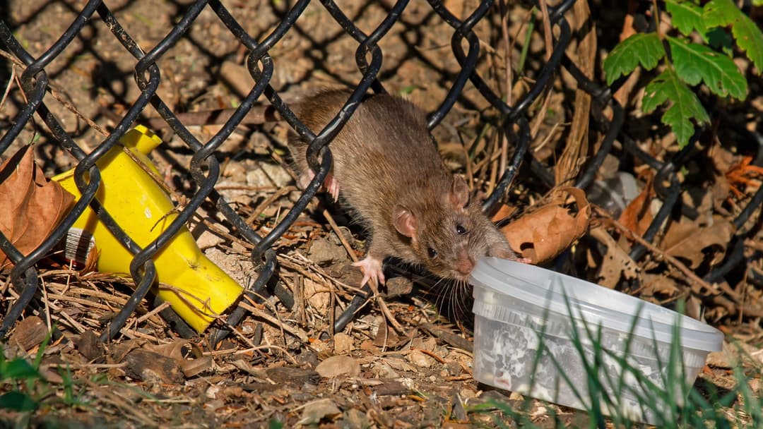 18. House Rat (72 Percent Confidence)