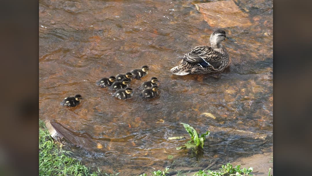 12. Mallards: Coordinated Water Evacuation