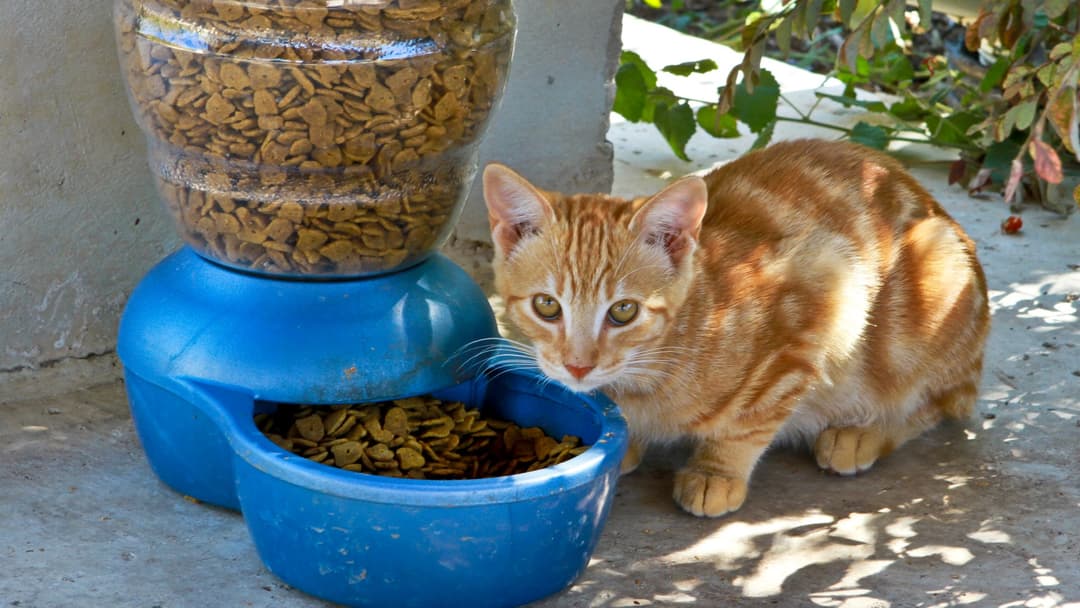 Cat eating carefully from a shallow food dish