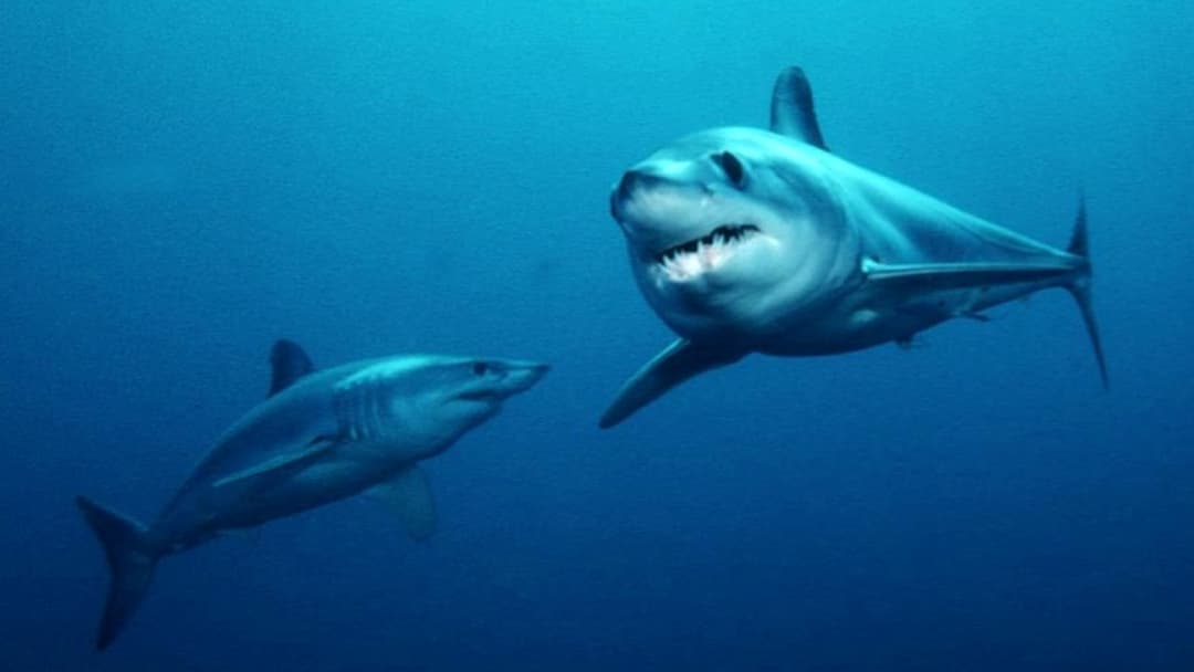 7. The High-Speed Shortfin Mako