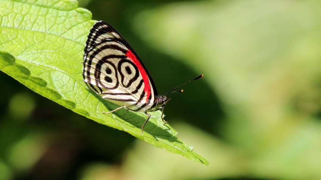 Eighty-Eight Butterfly (Diaethria clymena) showing the black and white number 88 pattern and red band on its underside