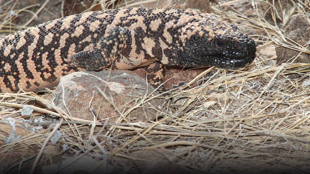 A large wild reticulated Gila monster crawling across desert stones in brilliant natural Arizona sunlight.