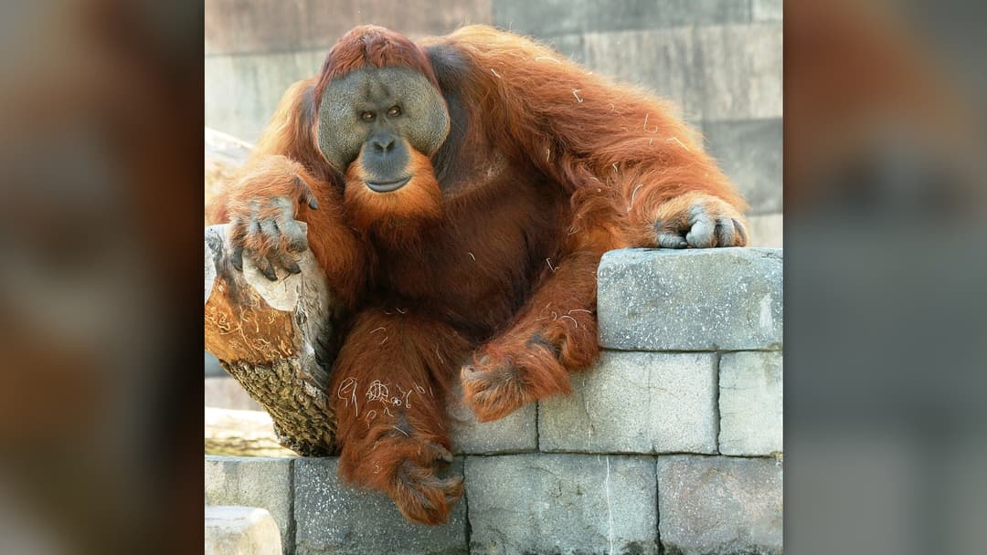 30 Fascinating Facts About Orangutans Backed by Science: Explore the Full Coun