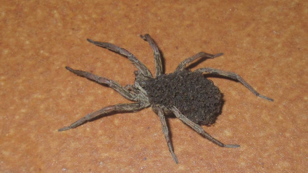 8. Wolf Spiders: Mobile Maternal Backpacking