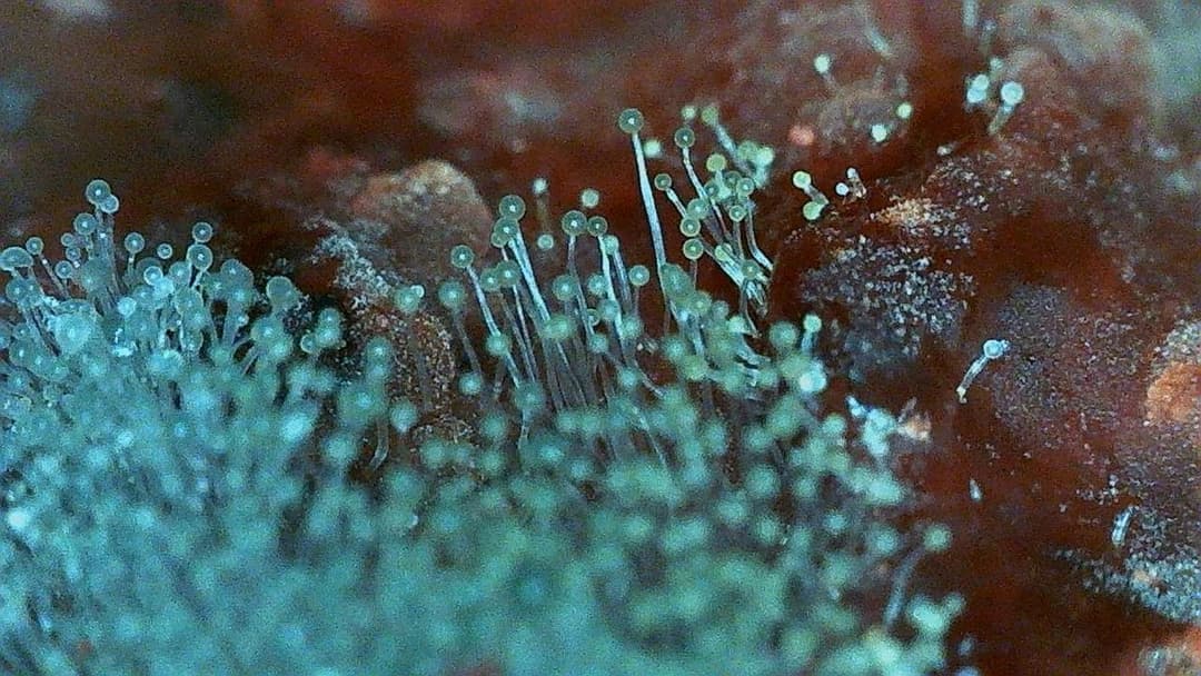 10. You Can See Mold Growing