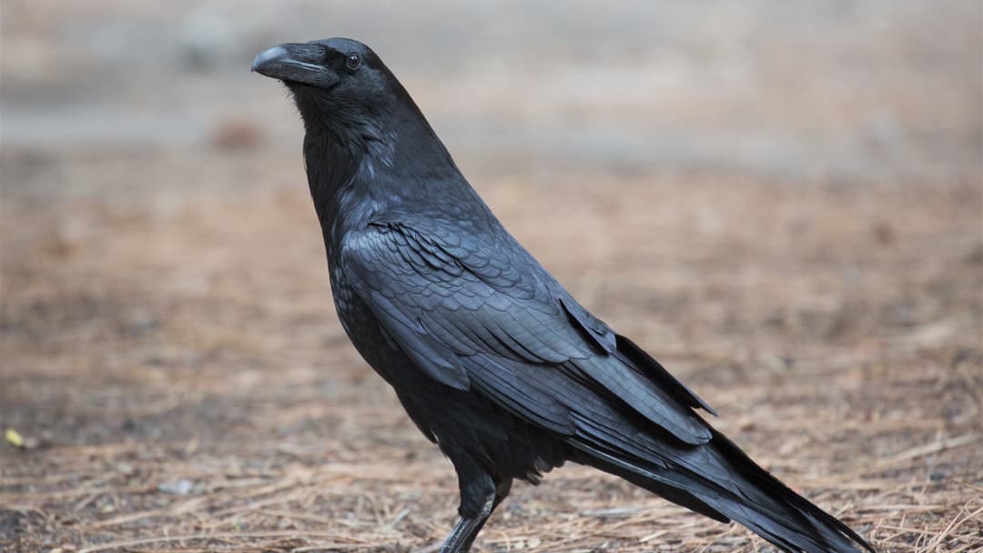 8. Common Raven (Bartering Tokens And Planning 17 Hours Into The Future)