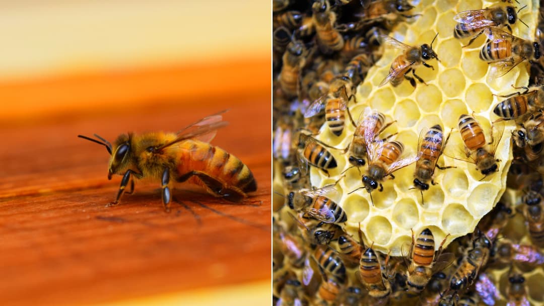 How honeybees coordinate their daily colony roles by age and division of labor.