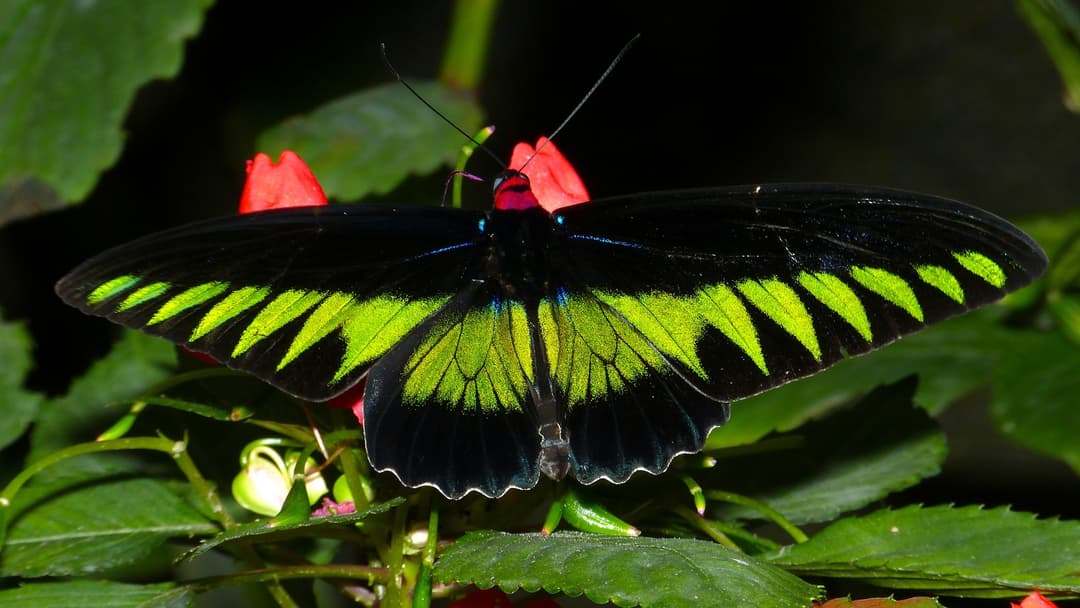 Rajah Brooke's Birdwing (Trogonoptera brookiana) with black wings, emerald green feather-like triangles, and a red collar