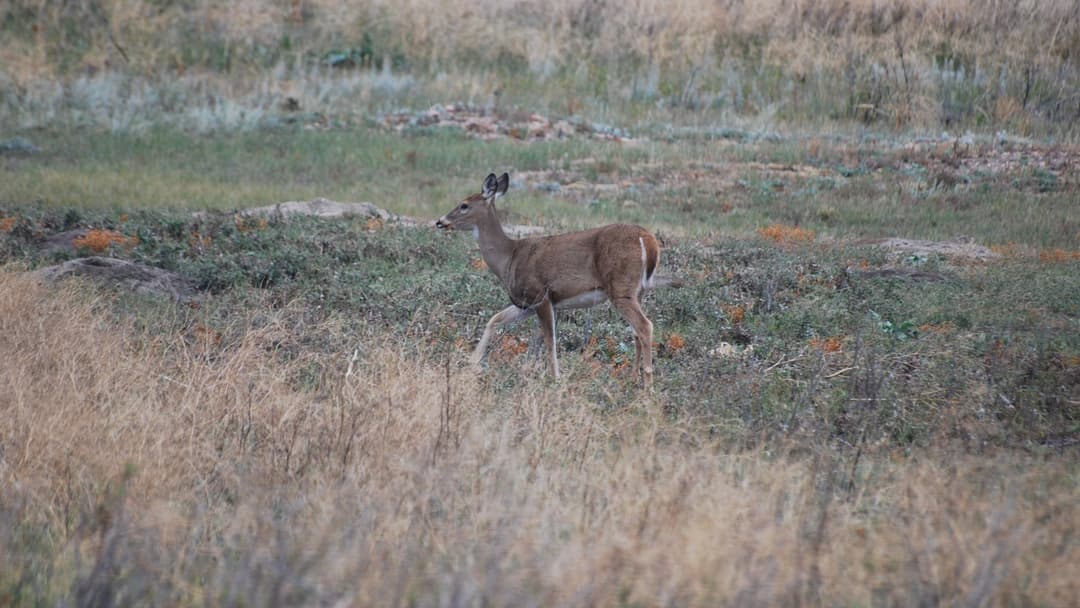 15. Millisecond 700 To 750: Unfurling The White Tail Flag