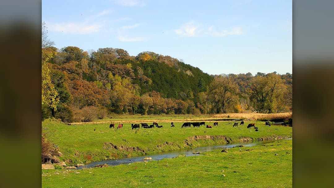 26. Cows Outnumber Humans In Nine US States