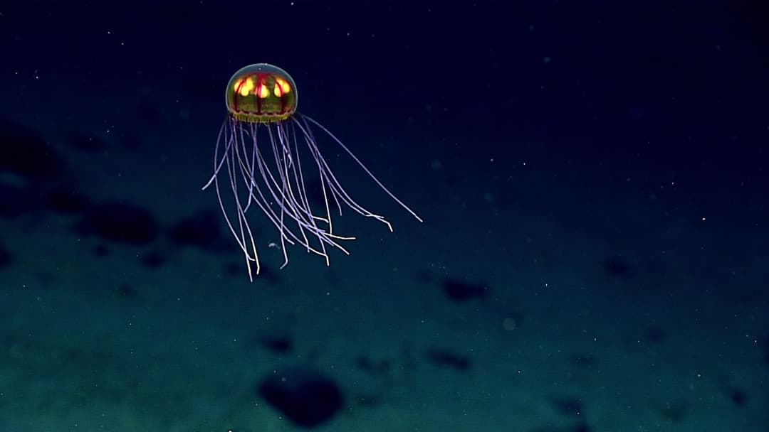 Bioluminescent Crossota jellyfish floating motionless above the Enigma Seamount in the Mariana Trench.