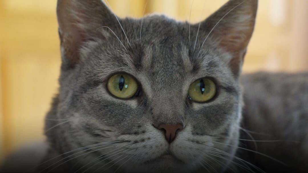 Macro close-up portrait of a cat's face focusing on long white mystacial vibrissae whiskers radiating outward.