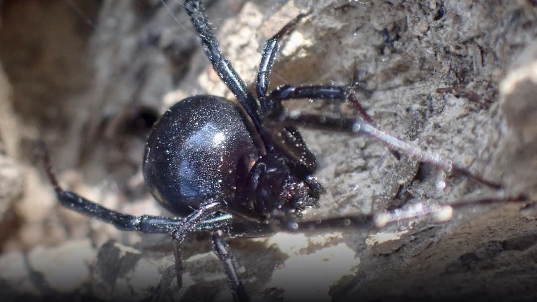 Glossy black female widow spider suspended in an irregular web with visible reddish markings.