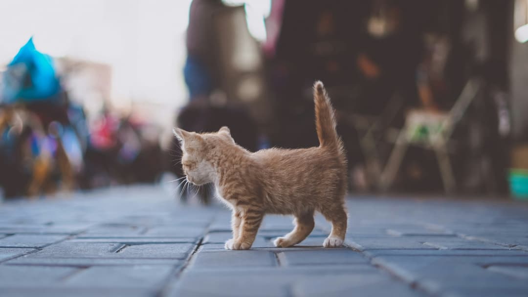 Young kitten taking careful exploratory steps across the floor