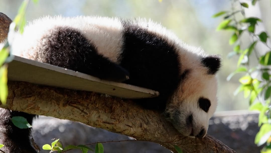 4. Panda Cubs Emit Loud Screams When Trapped
