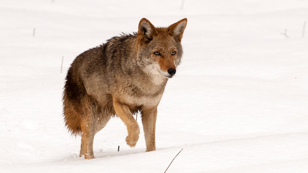 13. Coyote (38 Percent Confidence)