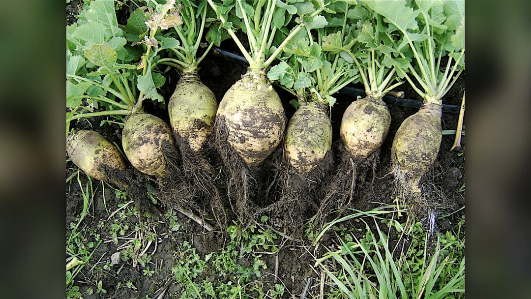 10. Giant Rutabaga / Swede (85.5 Pounds)