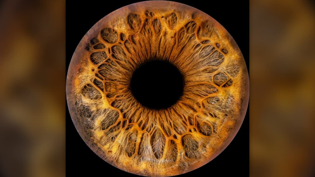 4. Brown Eyes And Visual Reaction Speed