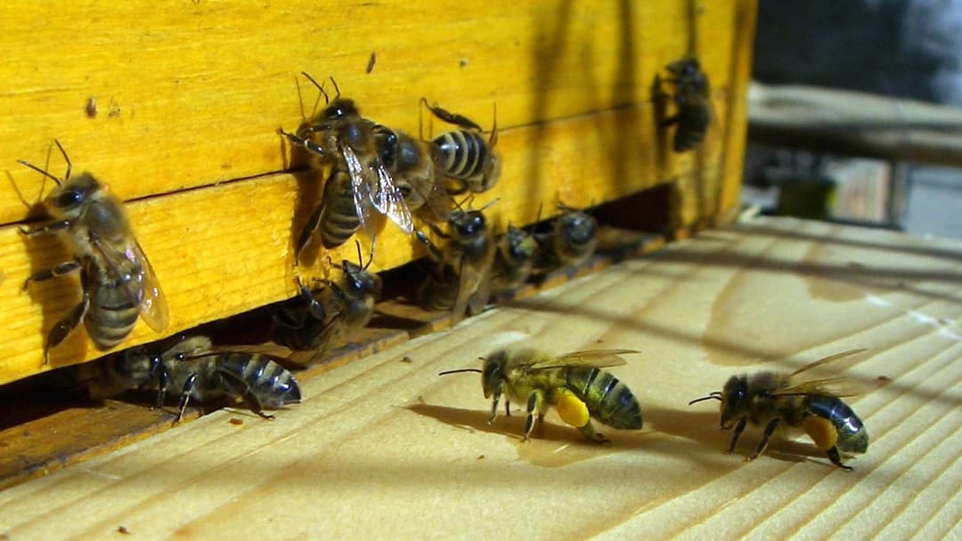 11. Days Eighteen To Twenty-One Guarding The Hive
