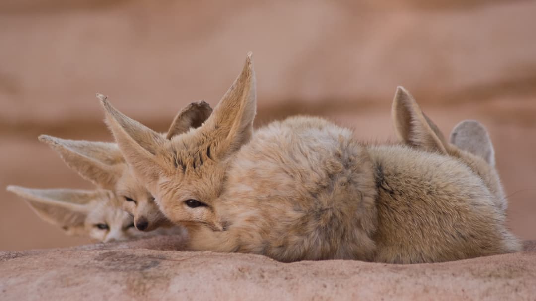 8. Fennec Fox: Extreme Desert Sound Amplifiers