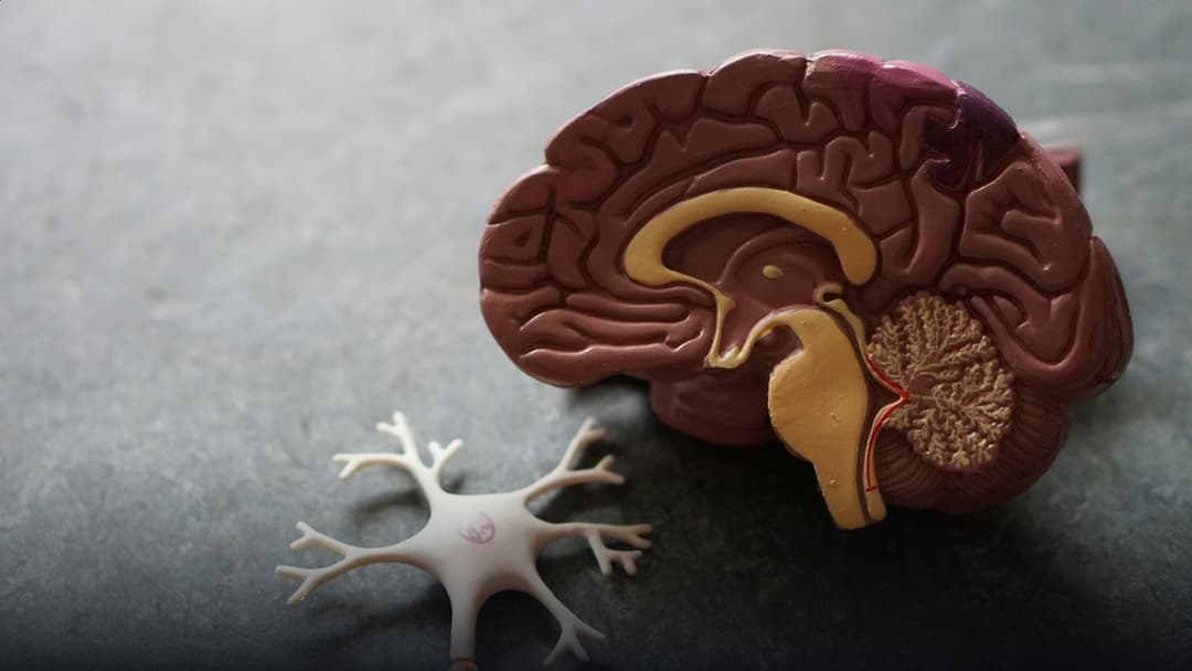 High-resolution human brain neuroimaging scan showing illuminated neural networks.