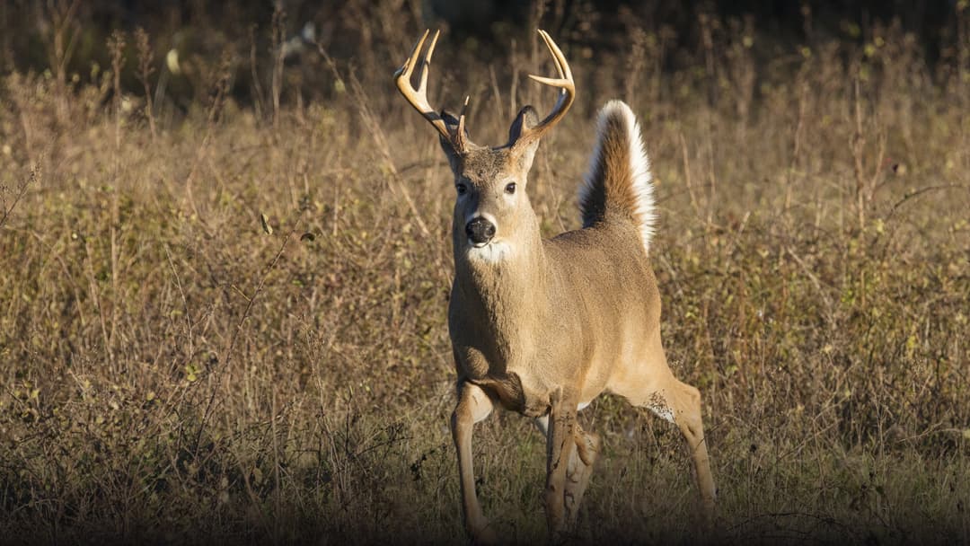 A magnificent white-tailed buck with a full branching rack of antlers standing alert with upright white tail in a sunlit Shenandoah meadow.