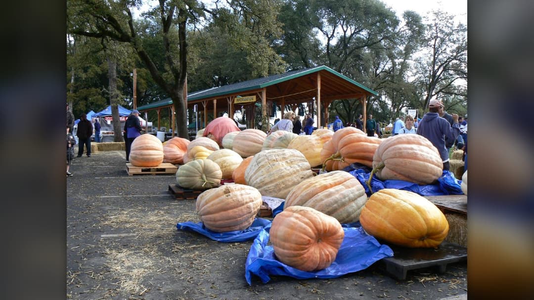 16. Giant Atlantic Pumpkin (2,749 Pounds)