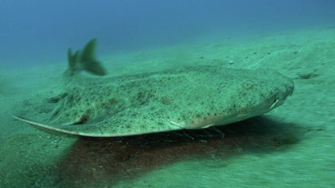 15. Sand-Buried Angel Sharks