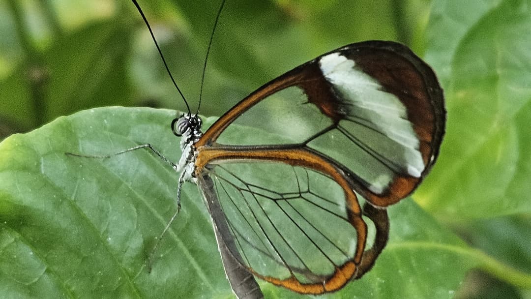 Glasswing Butterfly (Greta oto) perched on green leaves with transparent wings showing the foliage behind it