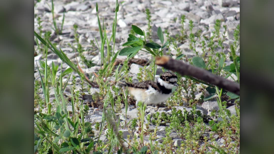 3. Killdeer Chicks Rely On Broken Wing Theater