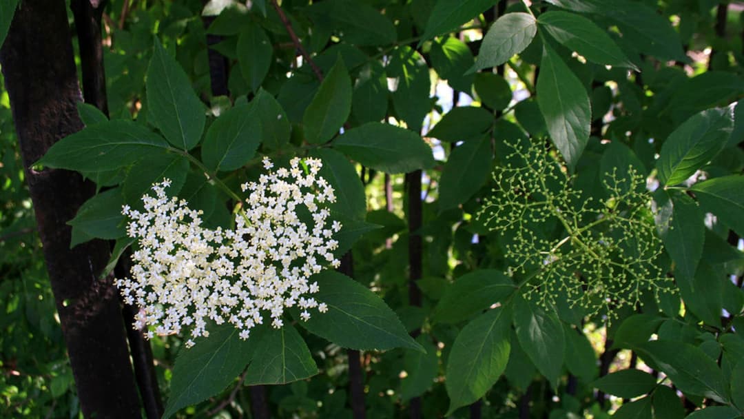 Flowering elderberry bush with clusters of white blossoms