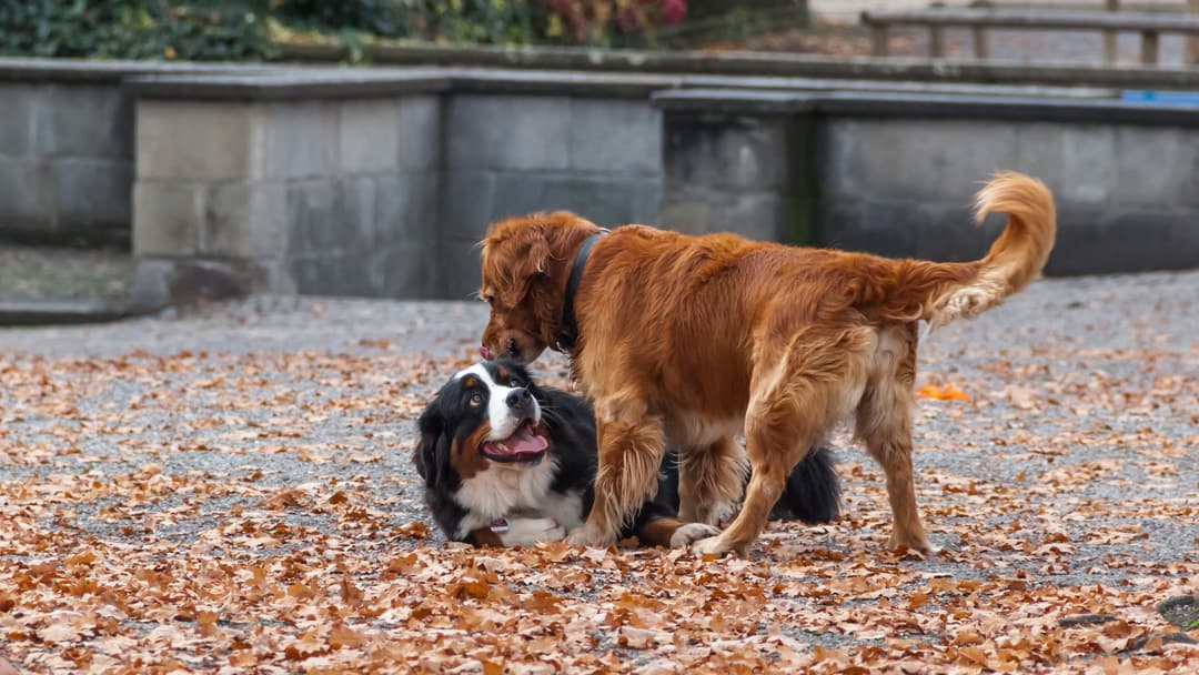 #12 Kennel Cough (Infectious Tracheobronchitis)
