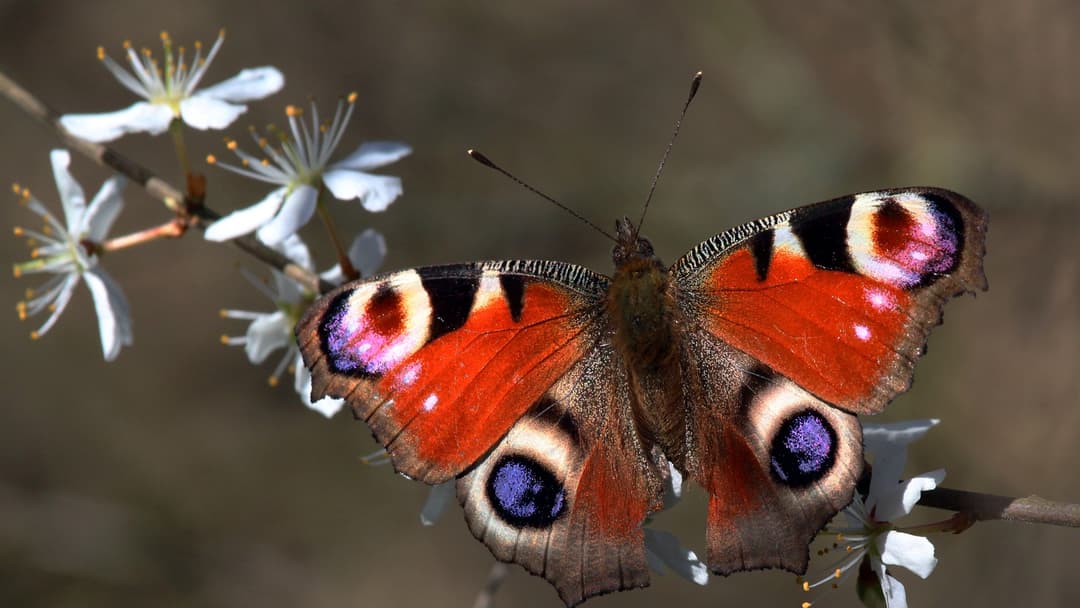 Peacock Butterfly (Aglais io) with open rusty red wings and four blue and yellow eyespots on white blossoms