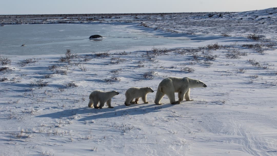9. Polar Bears: Arctic Sea Ice Stalking