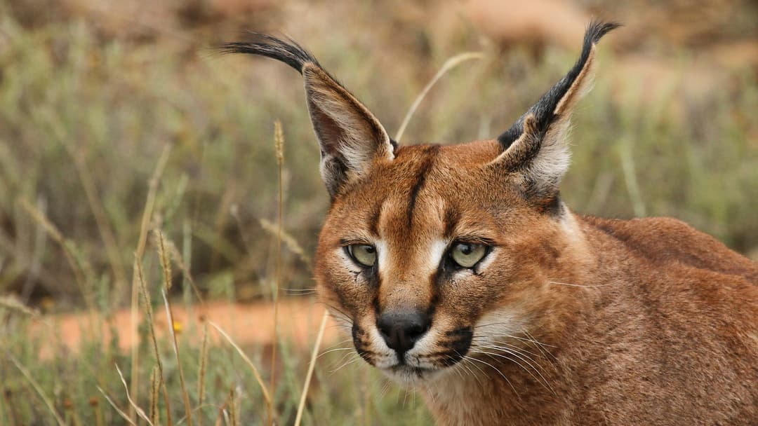 5. Caracal: 20-Muscle Aerial Antenna Tufts