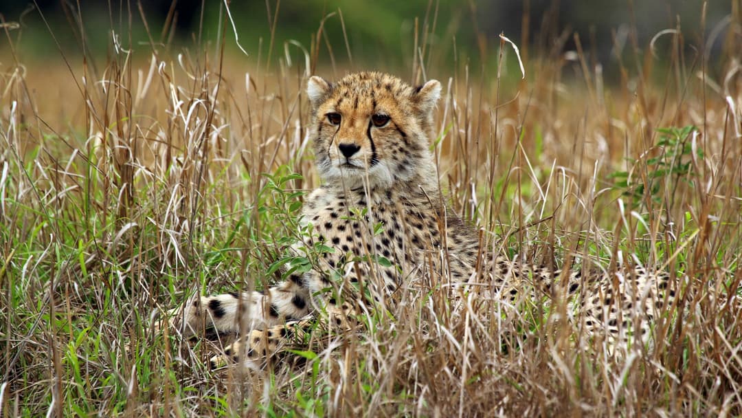 1. Cheetahs: Live Hunting Drills