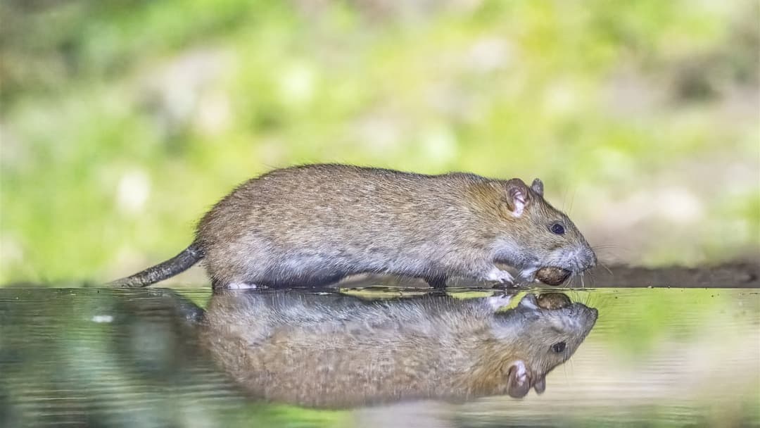 16. Brown Rat (Metacognition And Empathy Over Chocolate Rewards)
