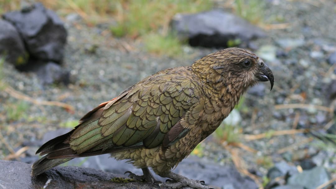 11. Kea Parrot (Calculating Statistical Probability And Multi-Tool Puzzles)