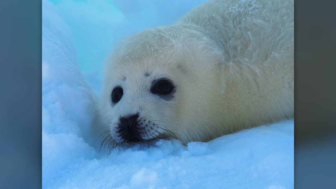9. Harp Seal Pups Triple Weight In Twelve Days