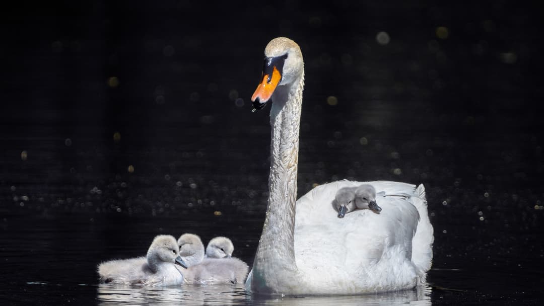 11. Mute Swans: Weed Dredging And Back Rides