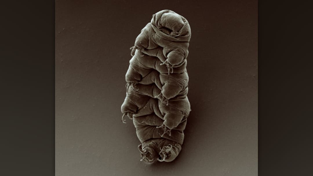 2. Tardigrade