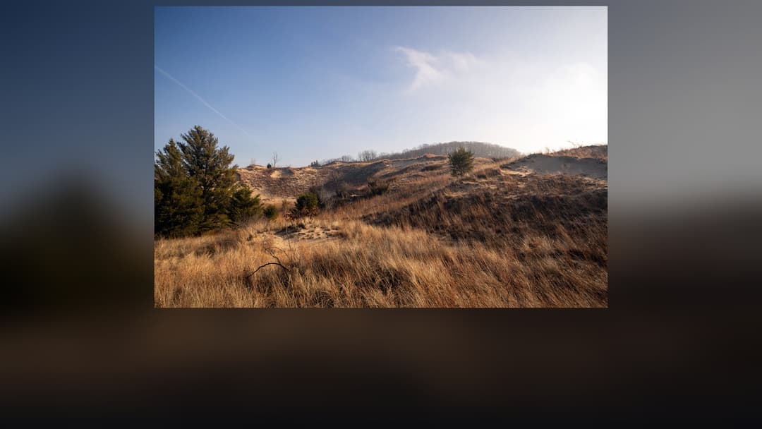 Scenic coastal sand dunes with golden marram grasses and jack pines under a blue sky at Indiana Dunes National Park.