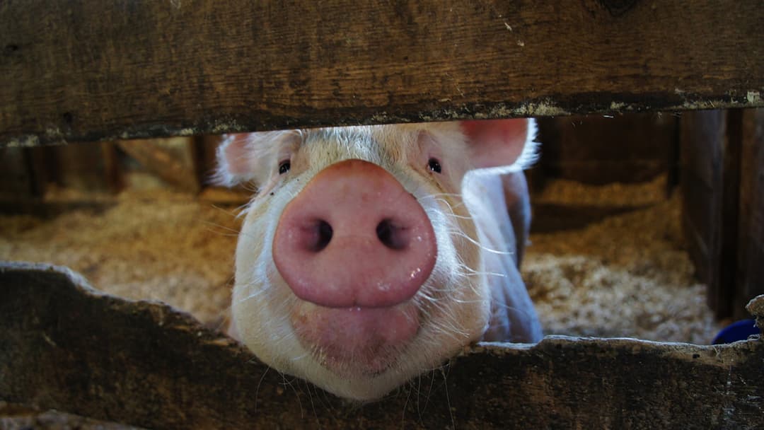 10. Domestic Pig (Steering Video Game Joysticks And Reading Mirrors)